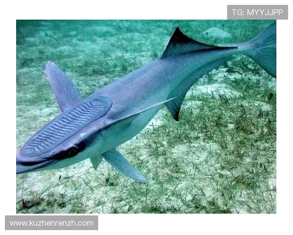 金鲨鱼银鲨鱼官方最新版游戏大厅提供专业客服支持,解决玩家在游戏中遇到的各种问题 金鲨鱼银鲨鱼官方最新版游戏大厅提供专业客服支持,解决玩家在游戏中遇到的各种问题